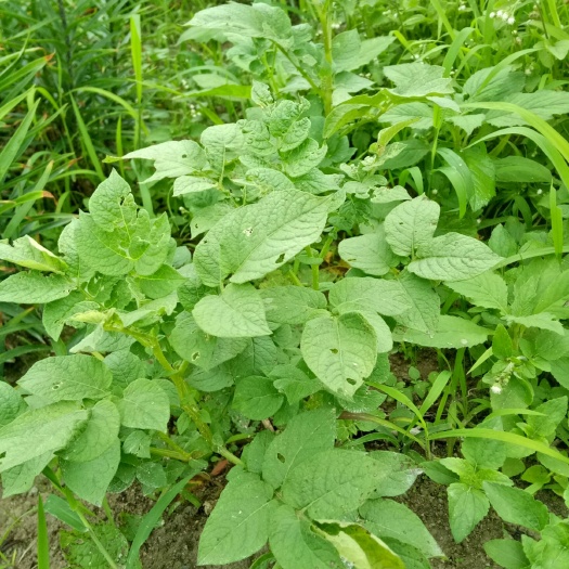 尤溪县土豆面  粗粮面：手工土豆养生面条！
