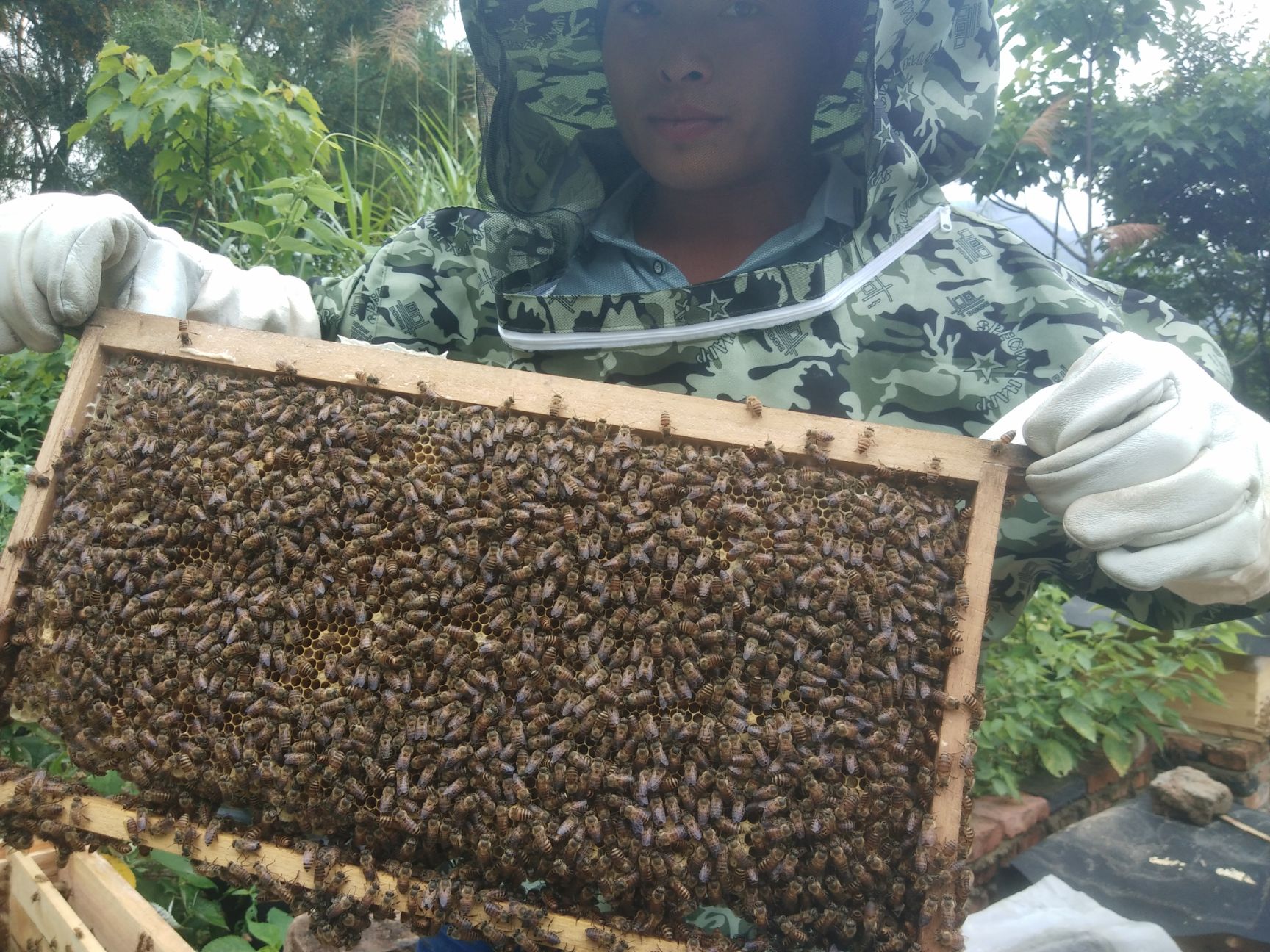 中蜂一年取几次蜂蜜？ 中蜂一年取几次蜂蜜最好