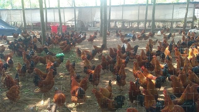 儋州市 散养老阉鸡出售