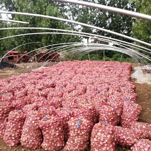 滕州市 自家100亩农田自产大蒜大量上市   批发零售