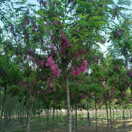 香花槐，红花洋槐，10公分香花槐