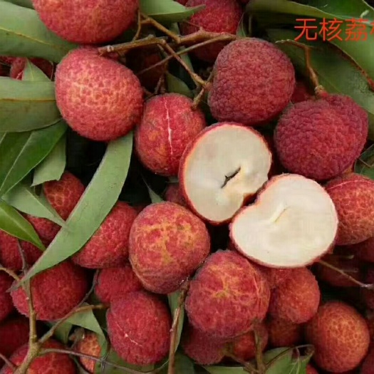 灵山县 无核荔枝苗刚上市不久