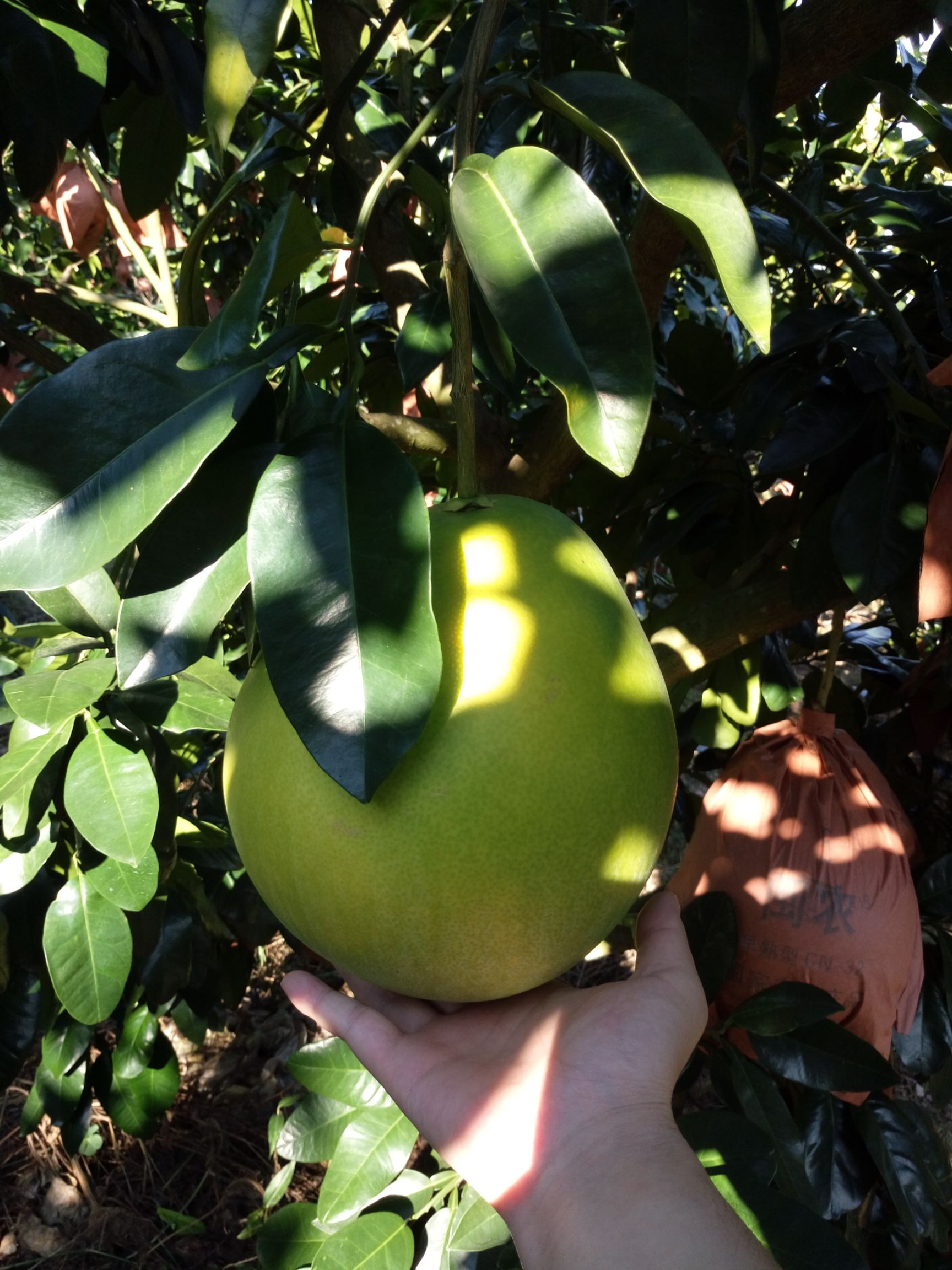 三红蜜柚,蜜柚,每个3斤以上,大山里的原水果