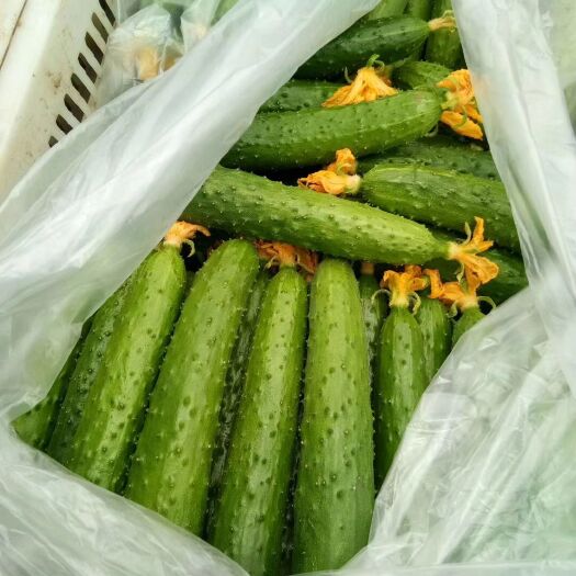 罗山县蔬菜大棚