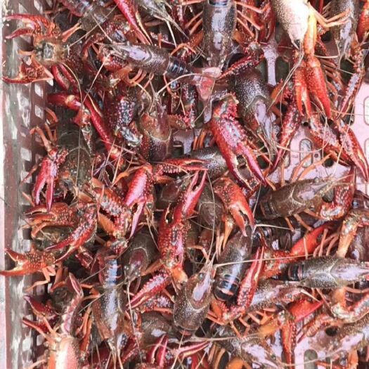 荆州 青壳小龙虾