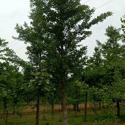 郯城县银杏实生苗 🌴  苗木供应，苗圃常年出售:
  实 生 银 杏 树