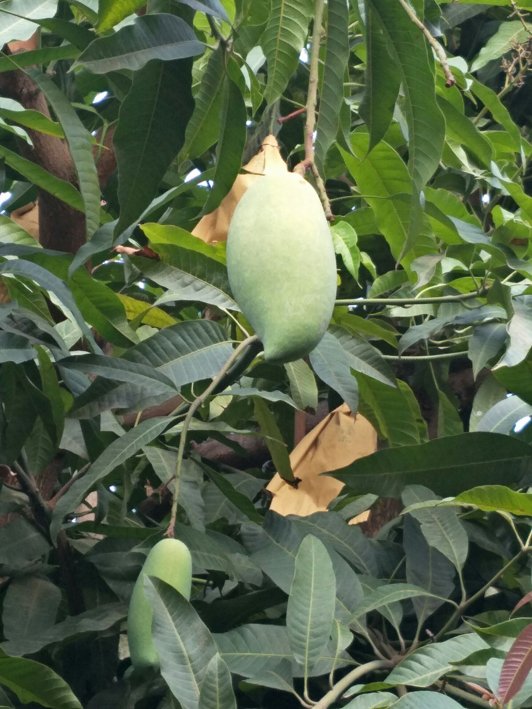  各种不同品种的芒果！欢迎咨询