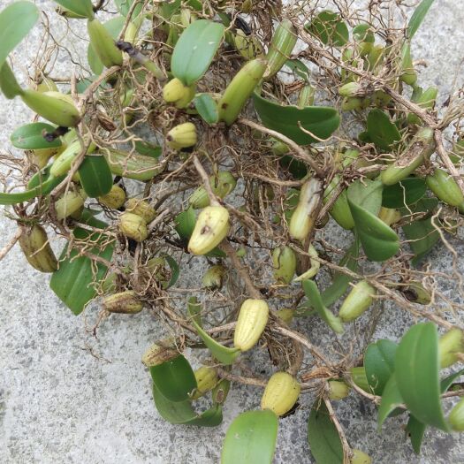 南丹县石橄榄:大量小果单叶