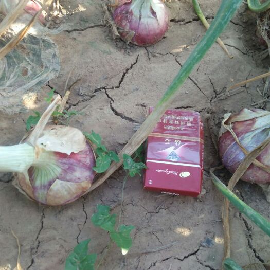大名县 洋葱