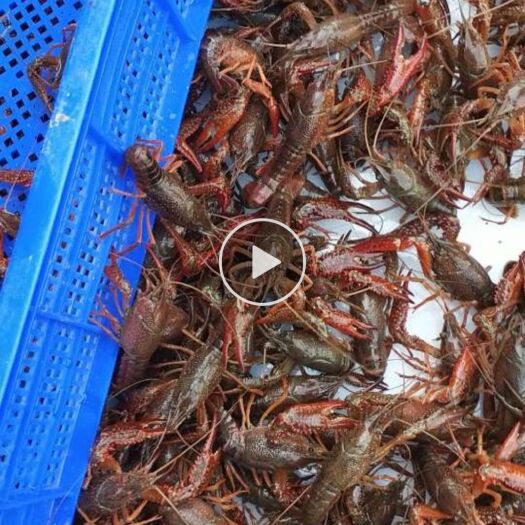 盱眙县盱眙小龙虾 盱眙龙虾  规格过硬   品质有保证