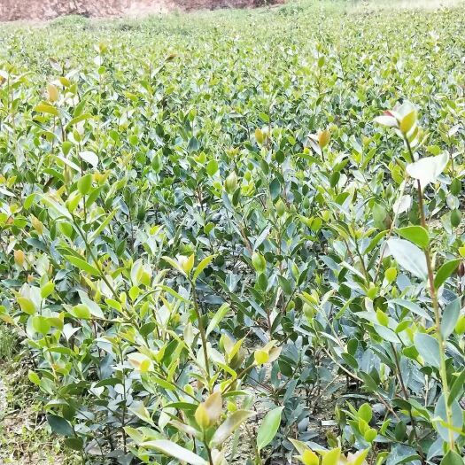 攸县 高产嫁接油茶树苗！欢迎采购！微934236910