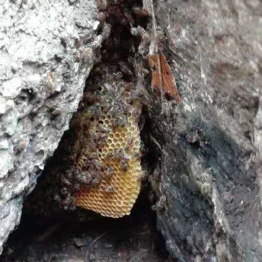 金平县 天然野生蜂蜜原汁原味农家自产自销