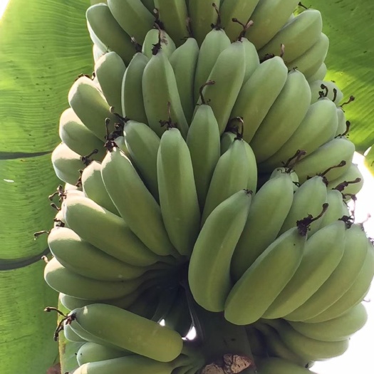 南宁粉蕉 八成熟