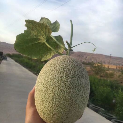 鄯善县西州蜜 5斤以上