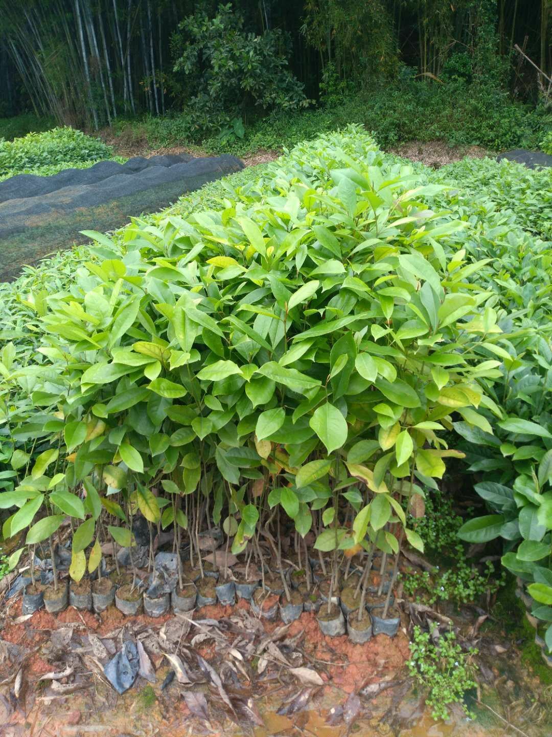 普通楠木 共应火力楠，50一80公分高杯苗，有需要的老板请联系我