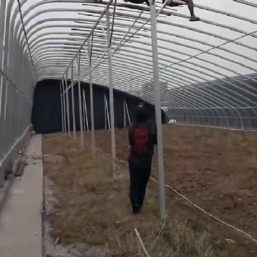 天津钢管大棚 专业生产大棚管及配件