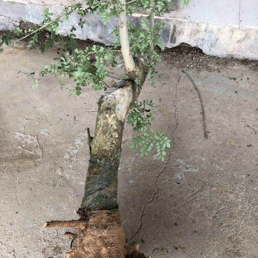 京山市景观盆栽 对节白蜡熟桩