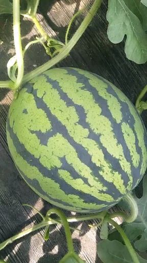 台安县甜王西瓜 10斤打底 9成熟 1茬 有籽