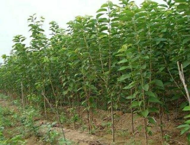 咸阳俄罗斯8号樱桃苗 长期提供优质种苗