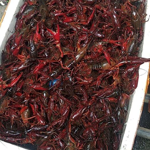 成都 湖北小龙虾基地直供批发