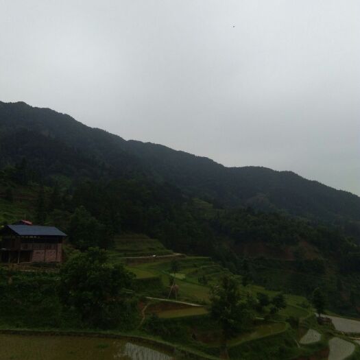 融水县滇黄精 块