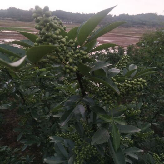 绵阳青花椒 一级 鲜花椒