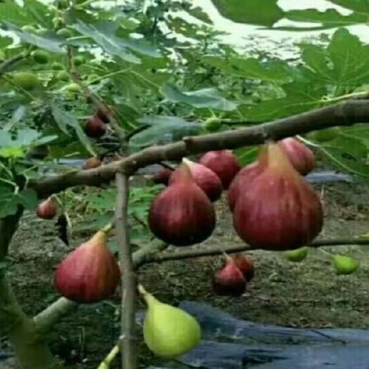平邑县 无花果树苗 波姬红 布兰瑞克 金傲芬