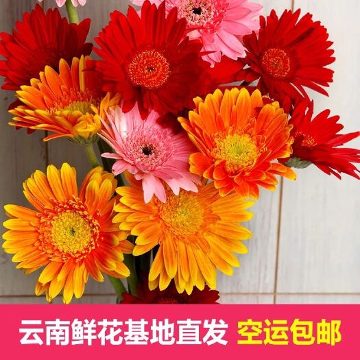 昆明 非州菊鲜花基地批发