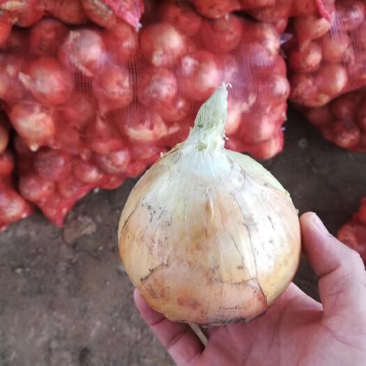 金乡县洋葱常年供应各种规格型号洋葱，按客户要求提供分拣包装。