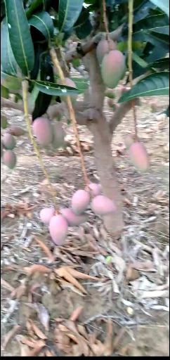 百色 红贵妃芒…