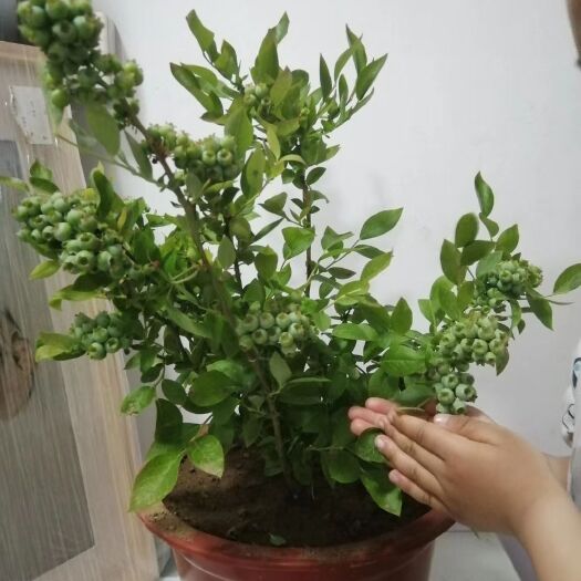 平邑县 蓝丰蓝莓苗，5年大苗，大量销售，图片仅供参考，需要现场拍图