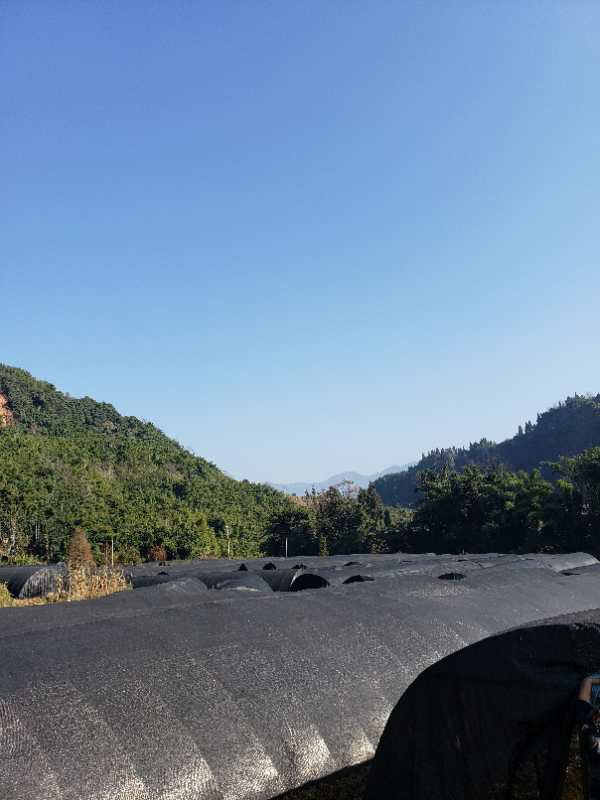  羊肚菌干货 个头大肉食饱满