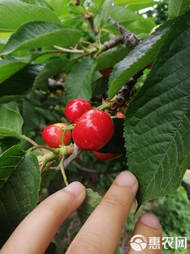  烟台大樱桃车厘子大红灯一件代发