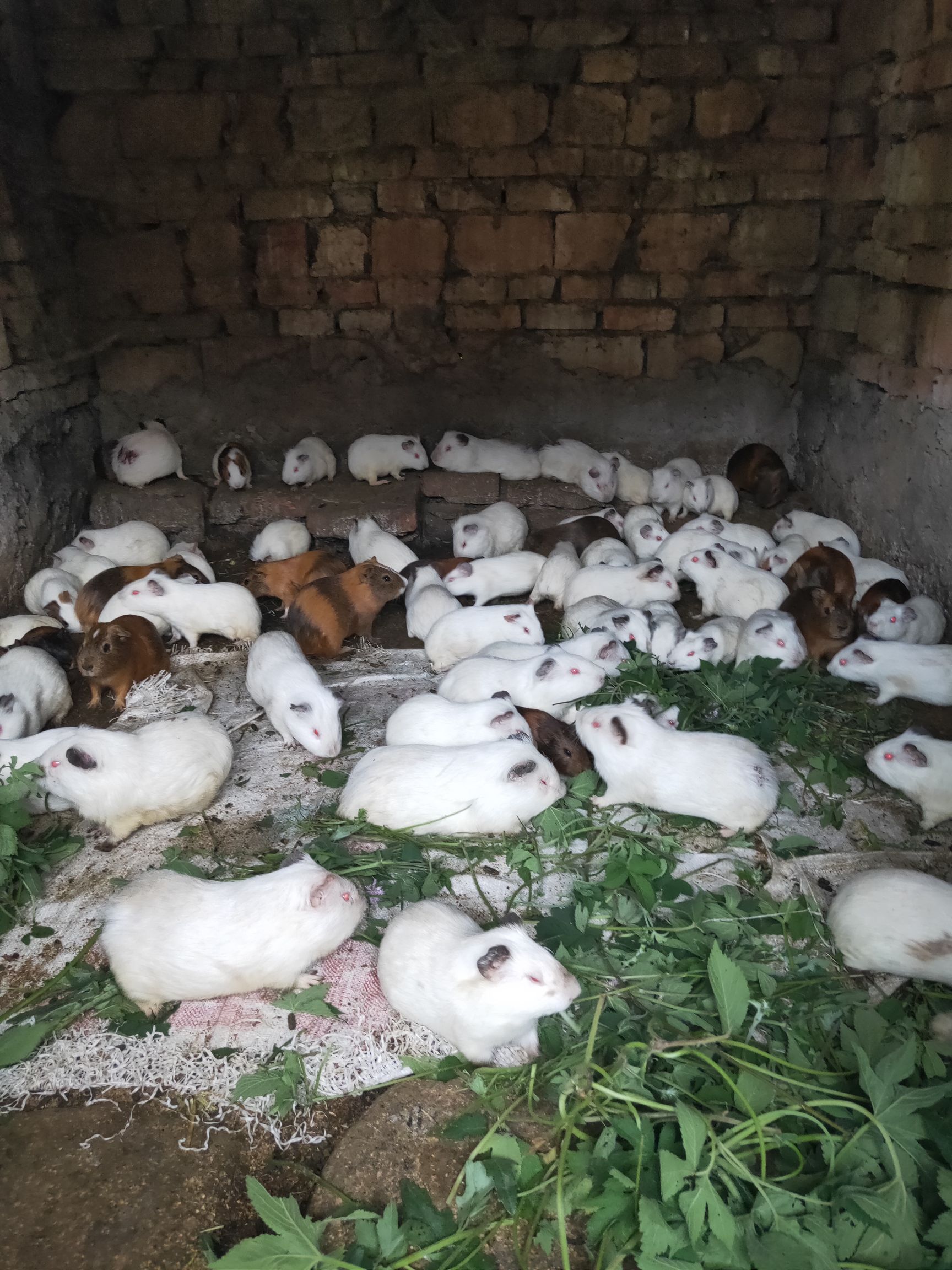 荷兰鼠批发采购_荷兰鼠供应_荷兰鼠价格