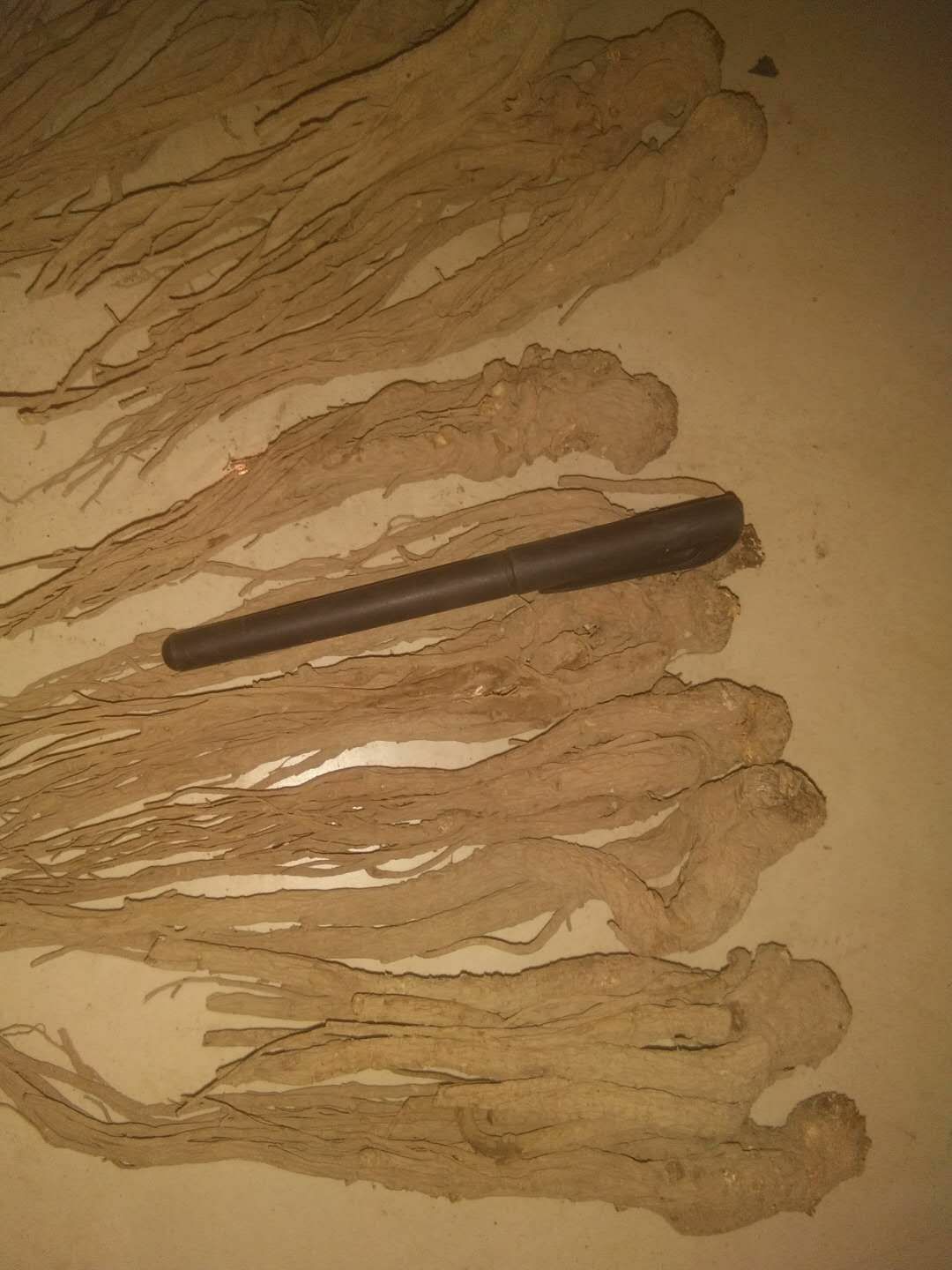 甘肃岷当归药性好无硫煲汤的天然佳品