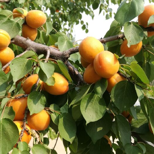 武城县 出售金太阳杏