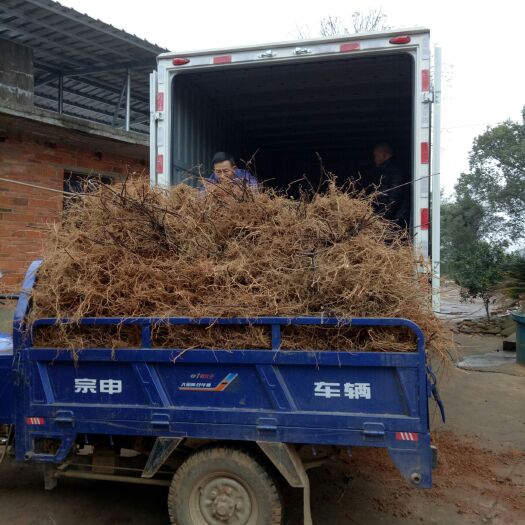 樟树市吴茱萸苗 江西中花吴茱萸种苗