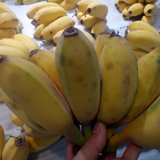 贵港 粉蕉