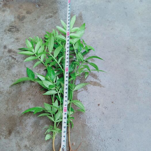 金阳县九叶青花椒苗 二十至三十公分以上的了，要的赶紧联系，天气好，易成活