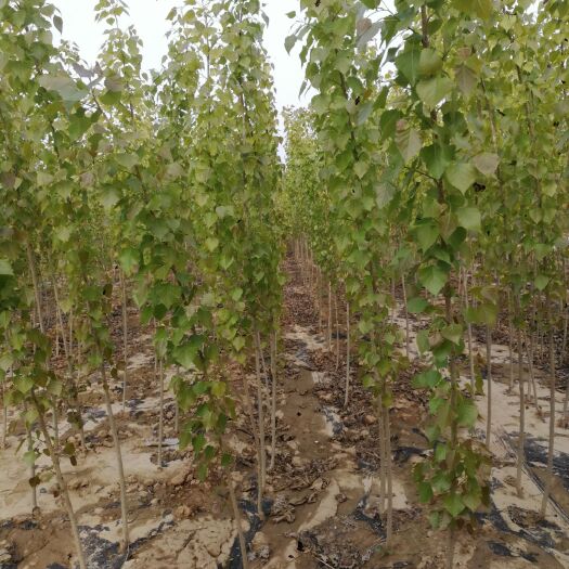 宁津县 大量出售107速生杨规格齐全保活