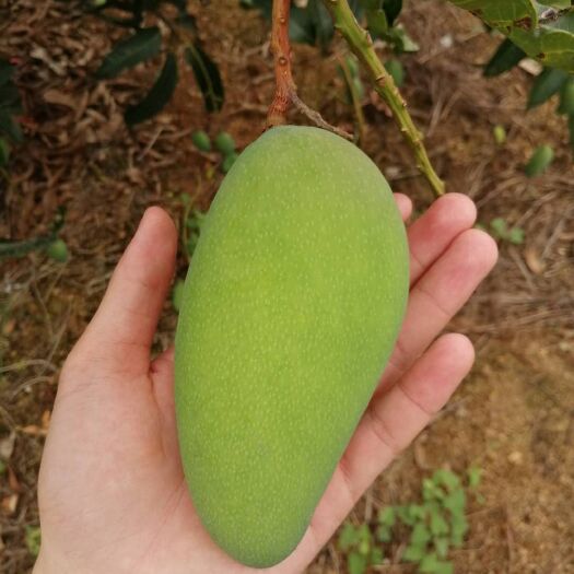 百色 广西百色芒果金煌芒基地直销批发