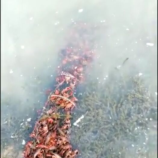 无为市 小龙虾，大批量上市，包成活。死虾包赔。