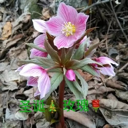 镇巴县铁筷子花  圣诞玫瑰，耐寒植物2021春节开花