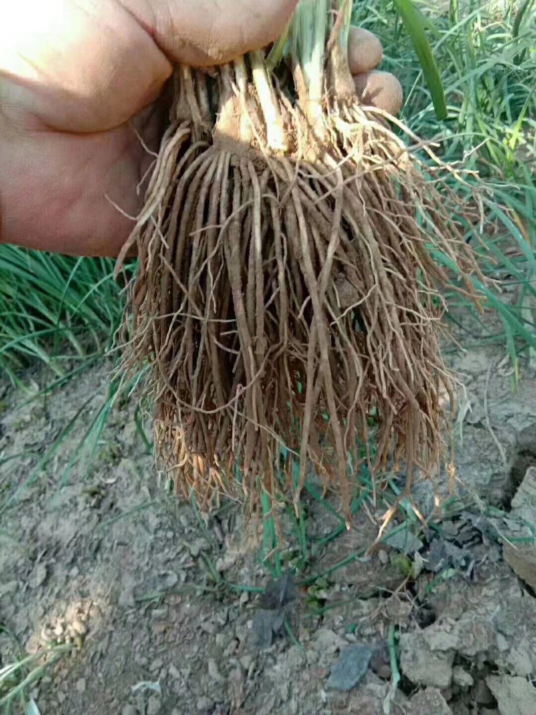 韭菜根  2025年新根韭菜苗 一手直发