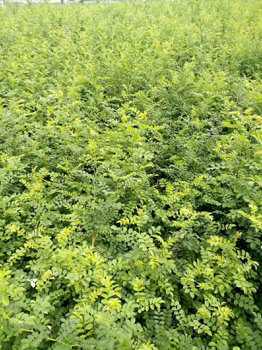 漆树苗 黄柏苗 花椒苗 柳杉苗 核桃苗 刺梨苗大叶女贞