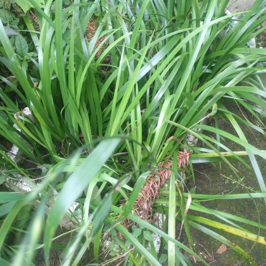 天柱县石菖蒲苗，也许你想要