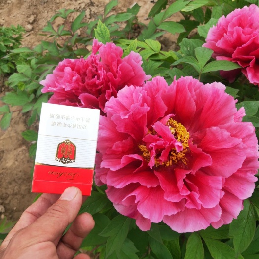 菏泽观赏牡丹 0.5~1米 2~4cm 4cm以下