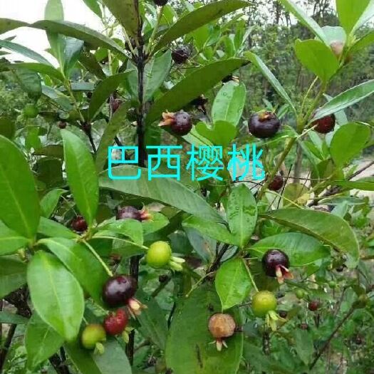 灵山县巴西樱桃苗 巴西樱桃树苗巨玫瑰大樱桃树苗南北方种植当年结果