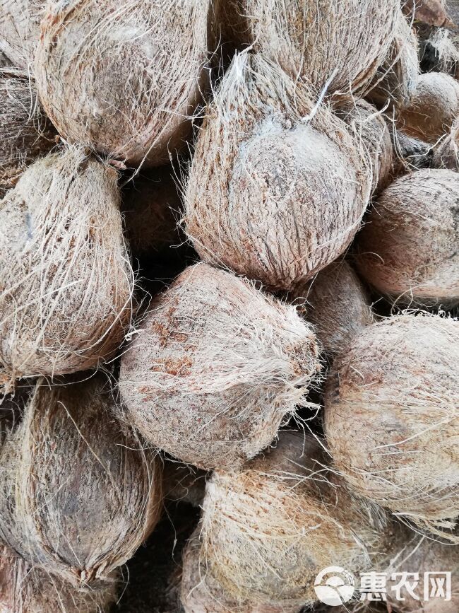 椰子  越南毛椰厂家批发，〈一年四季供货〉精品果，电商果