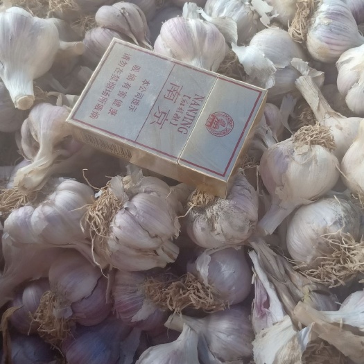 丰县紫皮大蒜 混级统货 多瓣蒜